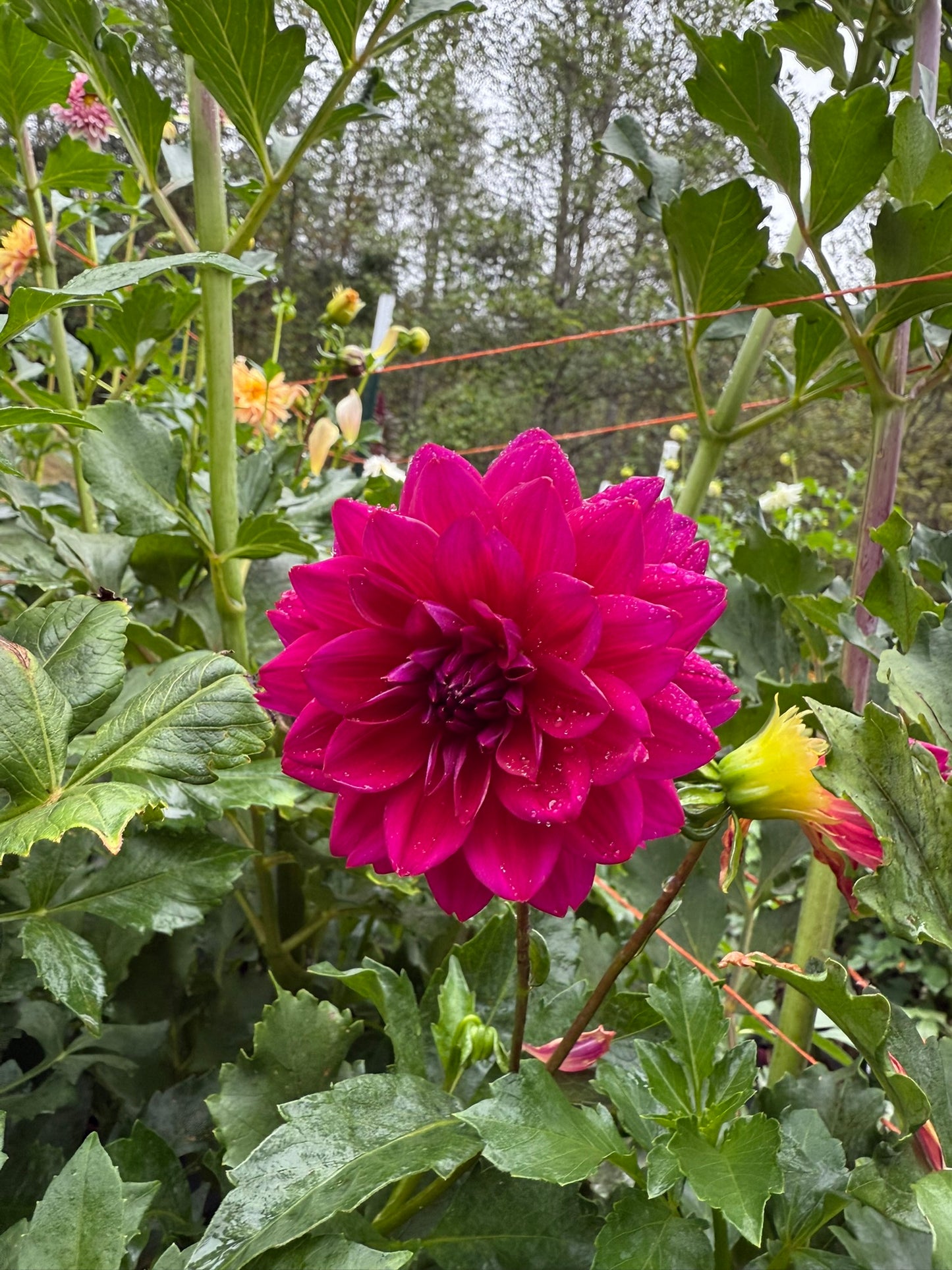 Sandia Nocturne Dahlia Tuber
