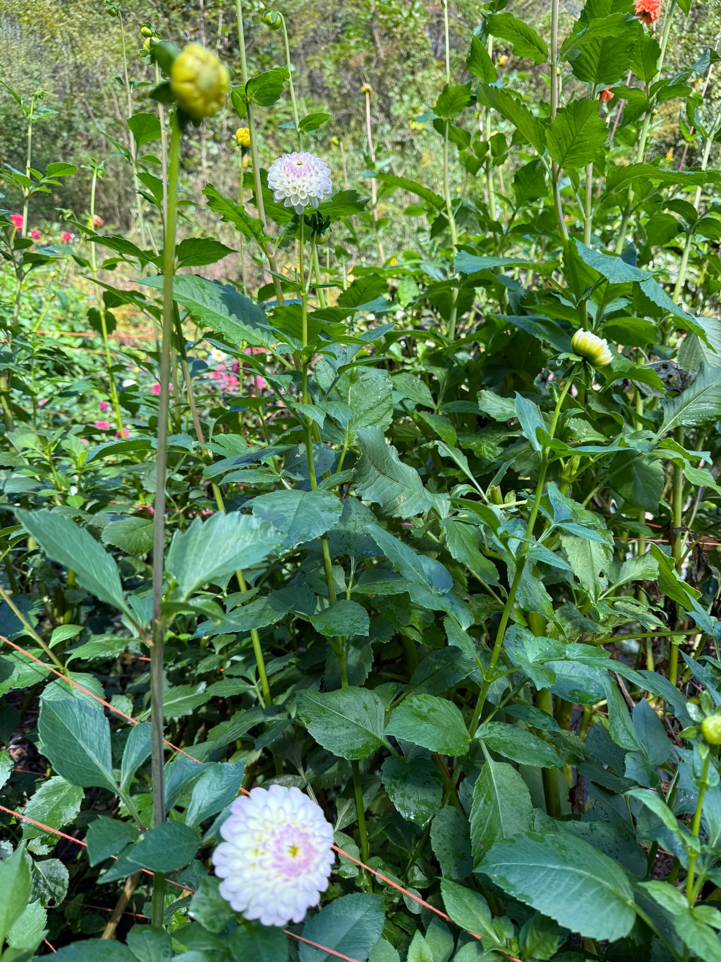 Hollyhill Miss White Dahlia Tuber