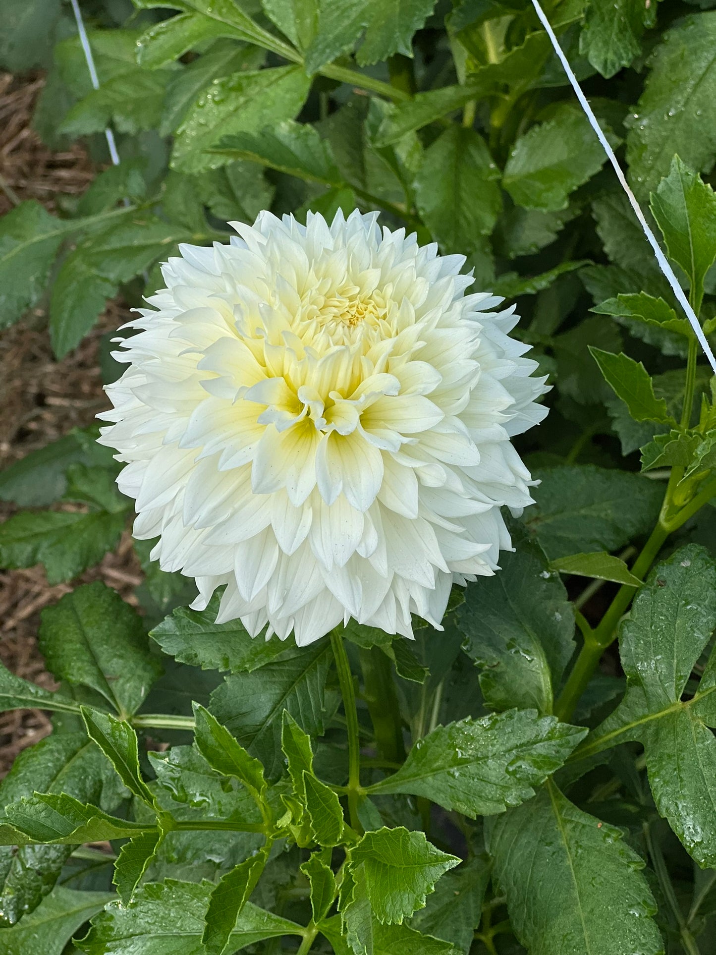 Gitts Attention Dahlia Tuber