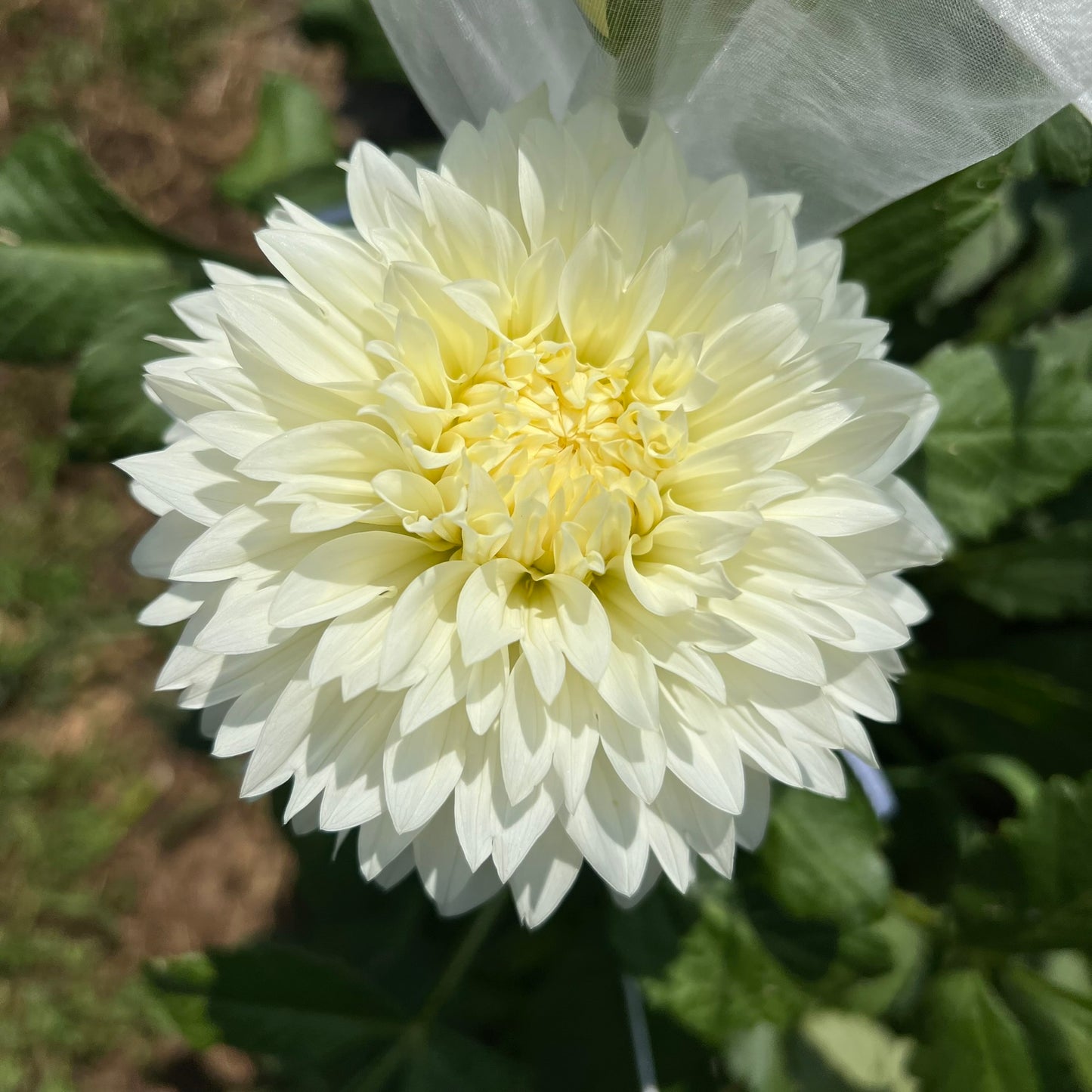 Gitts Attention Dahlia Tuber