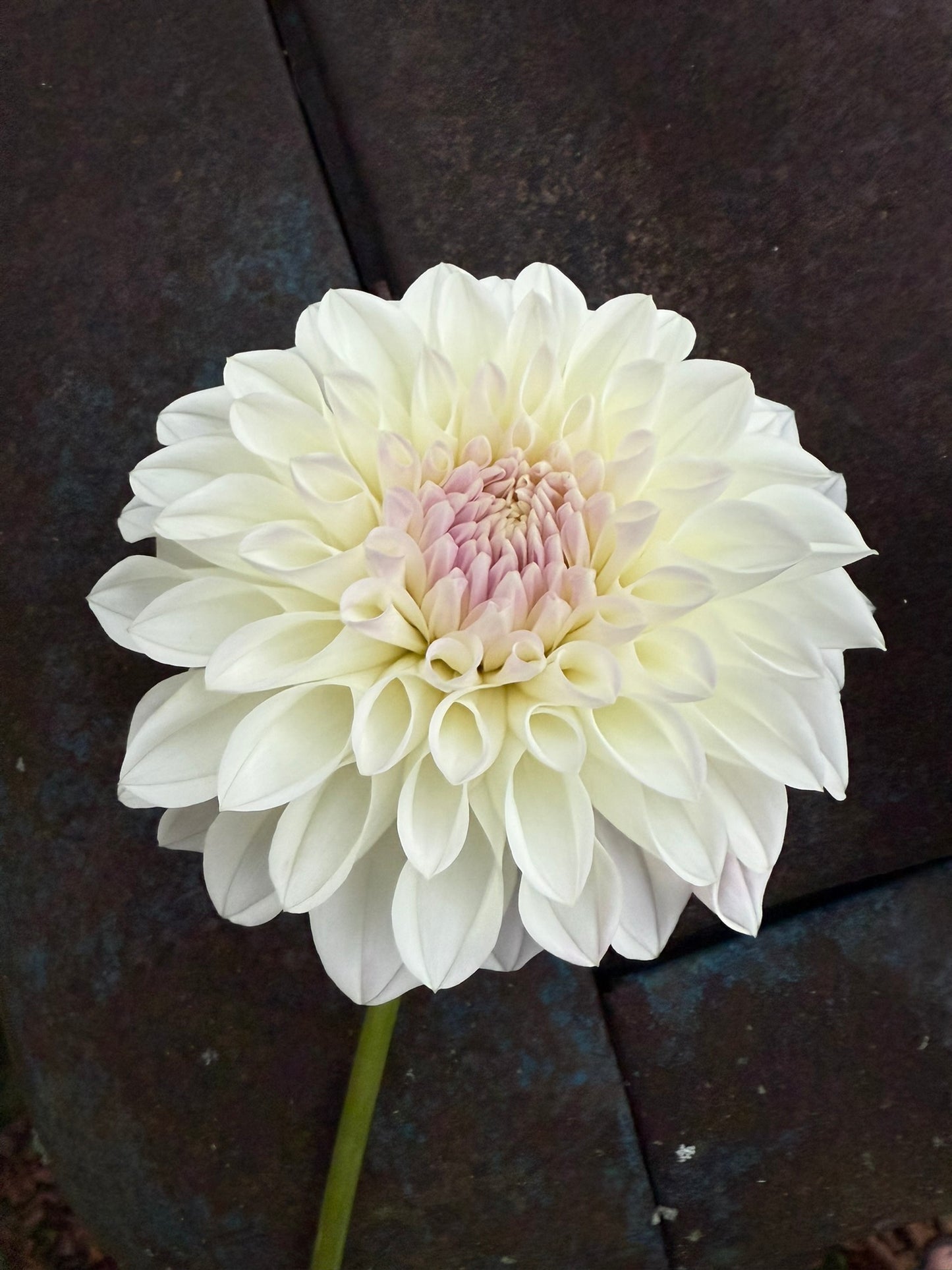 Lee's Opal Dahlia Tuber
