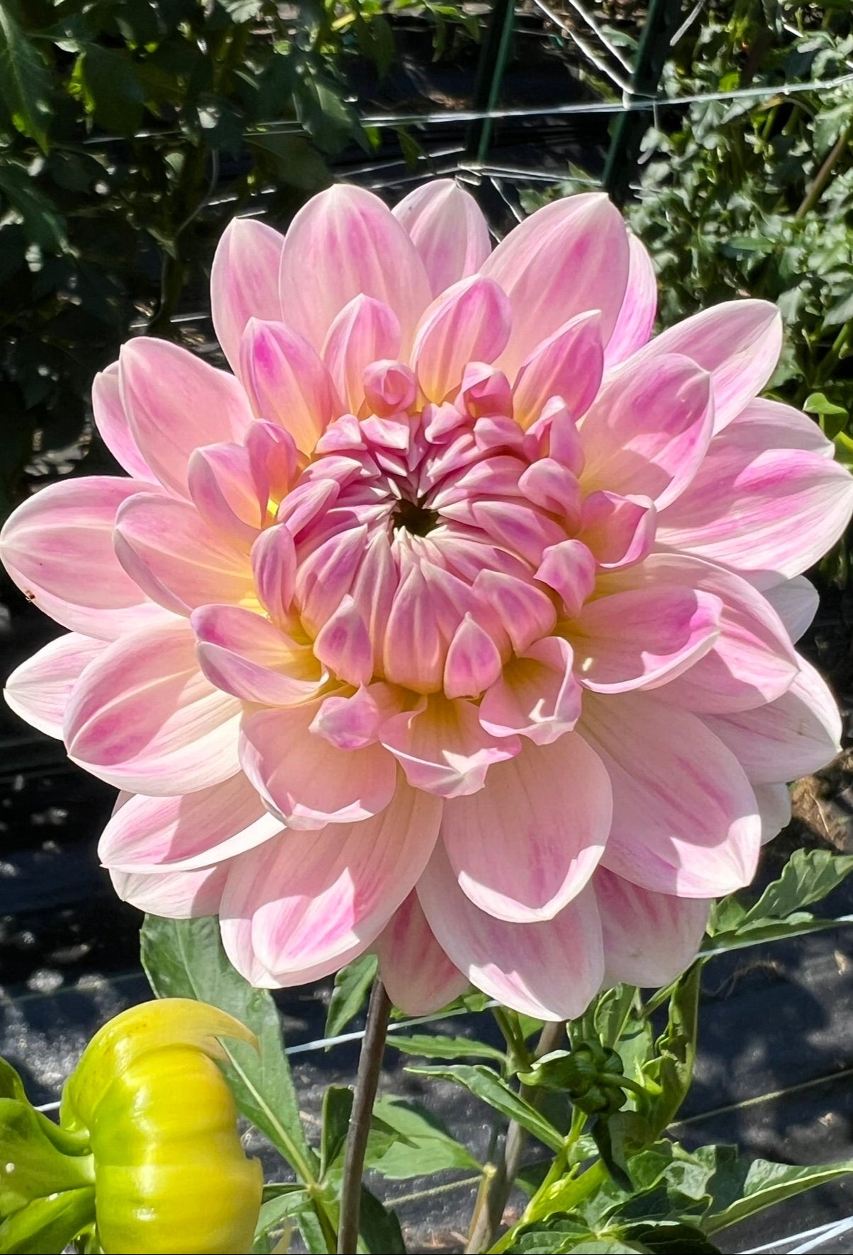 Kelgai Ann Rooted Cutting