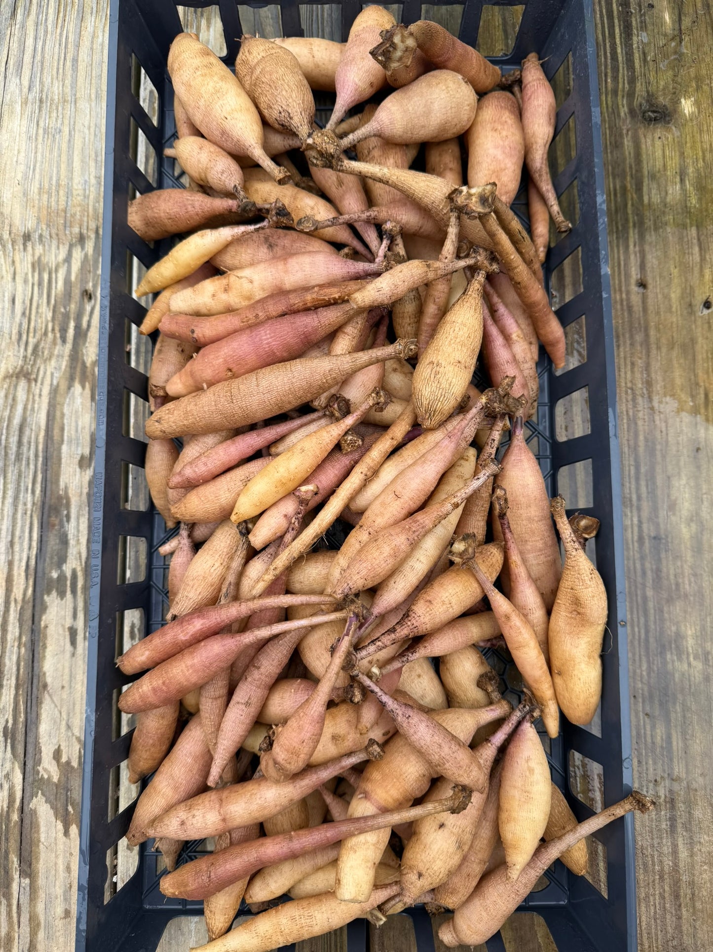 KA's® Rosie Jo Dalia Tuber