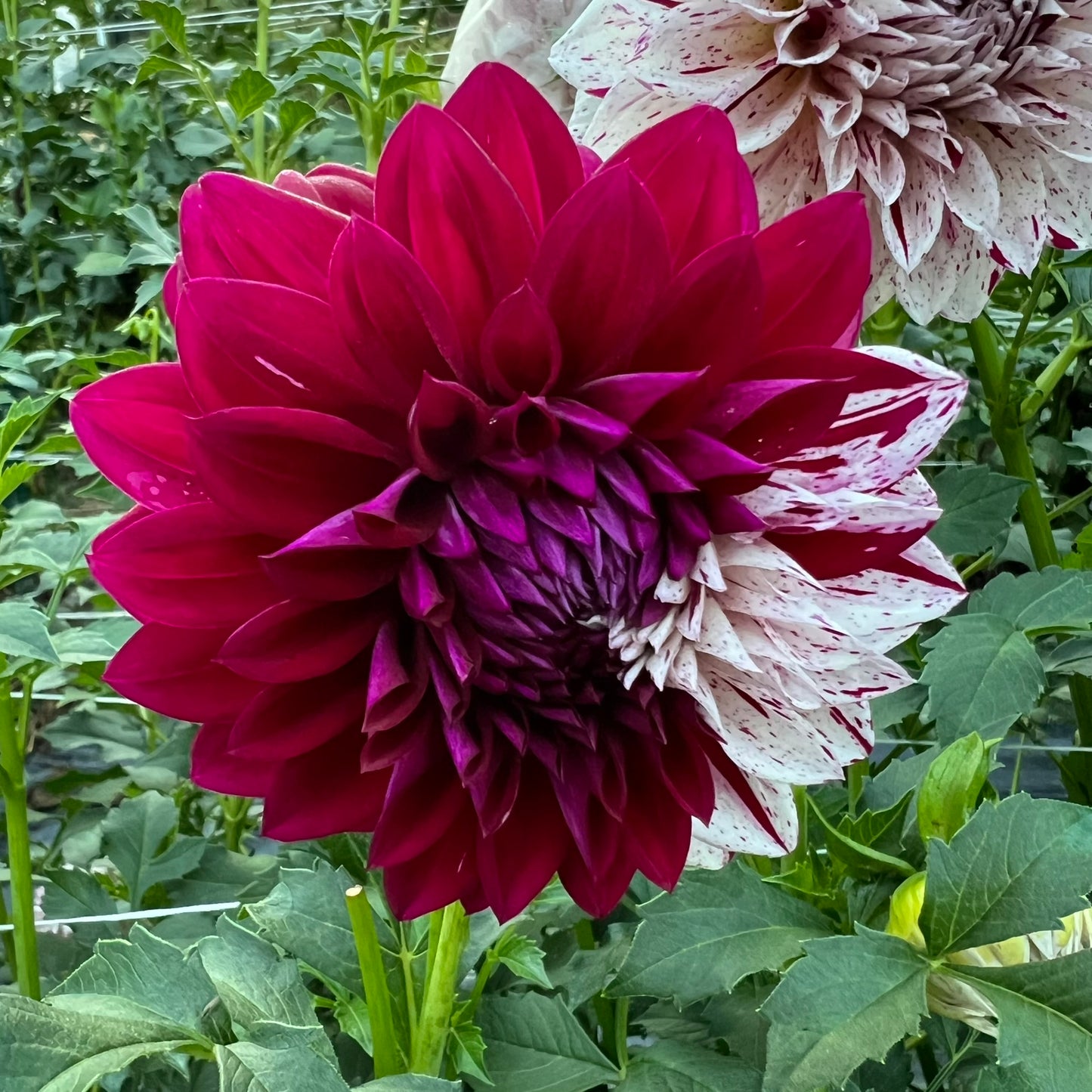 Bristol Fleck Dahlia Tuber