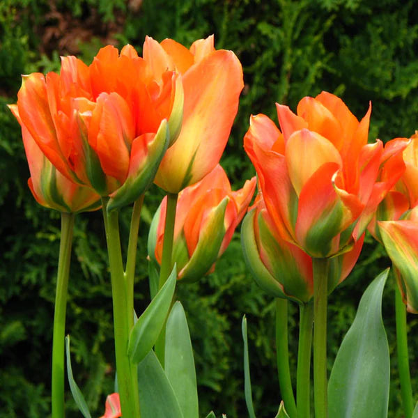 Disneyland Paris Tulip Bulbs