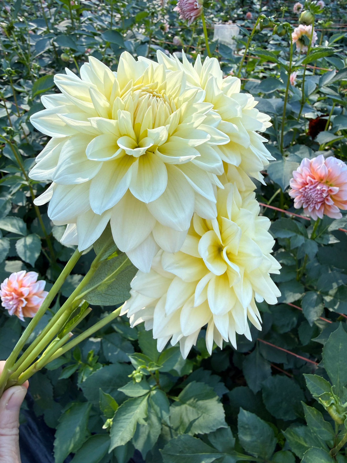 Lee's S'more Dahlia Tuber
