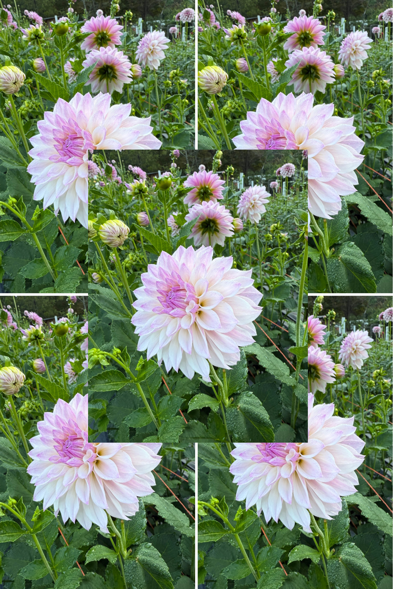 Bloomquist Compare Tubers Bulk Lot of 5