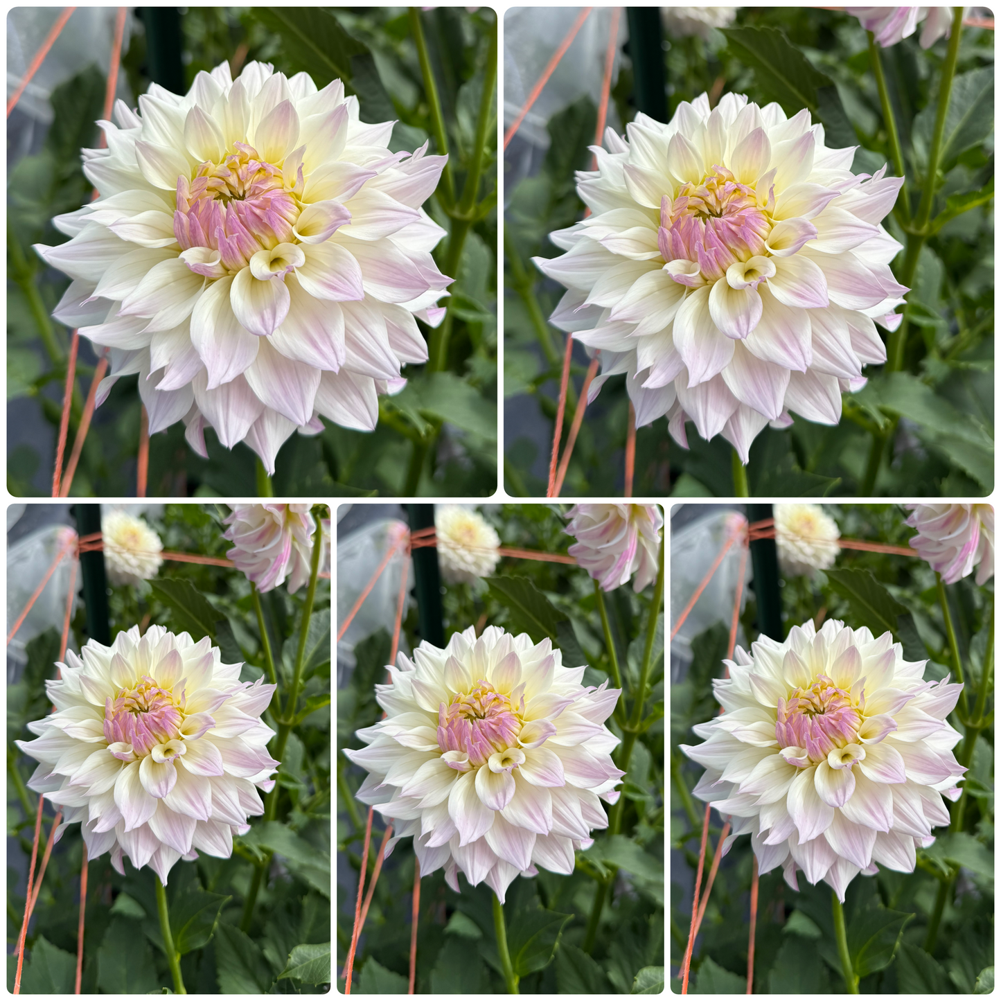 Bloomquist Compare Tubers Bulk Lot of 5