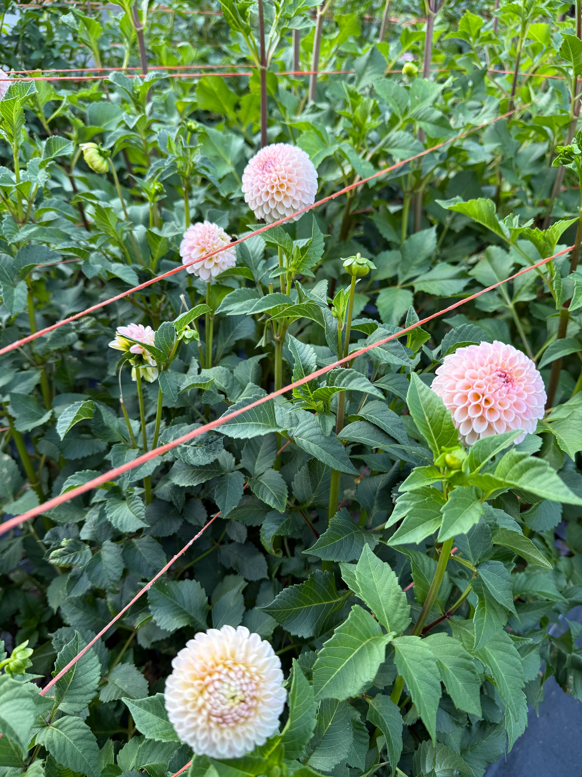 Camano Zoe Dahlia Tuber