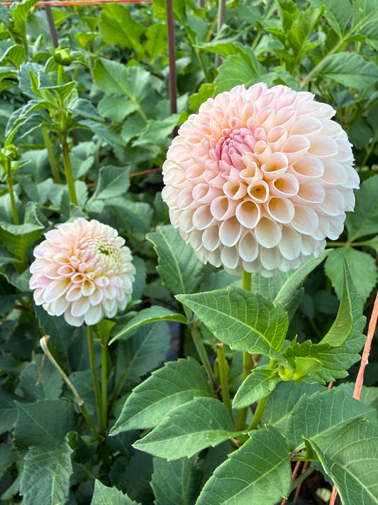 Camano Zoe Dahlia Tuber
