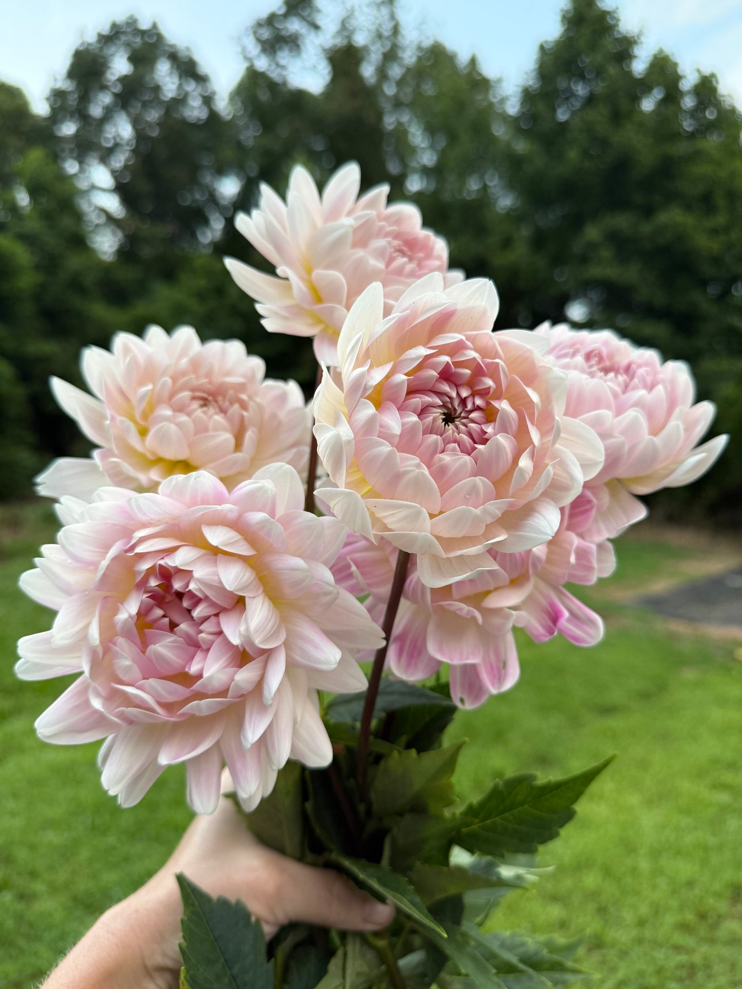 Kelgai Ann Dahlia Tuber
