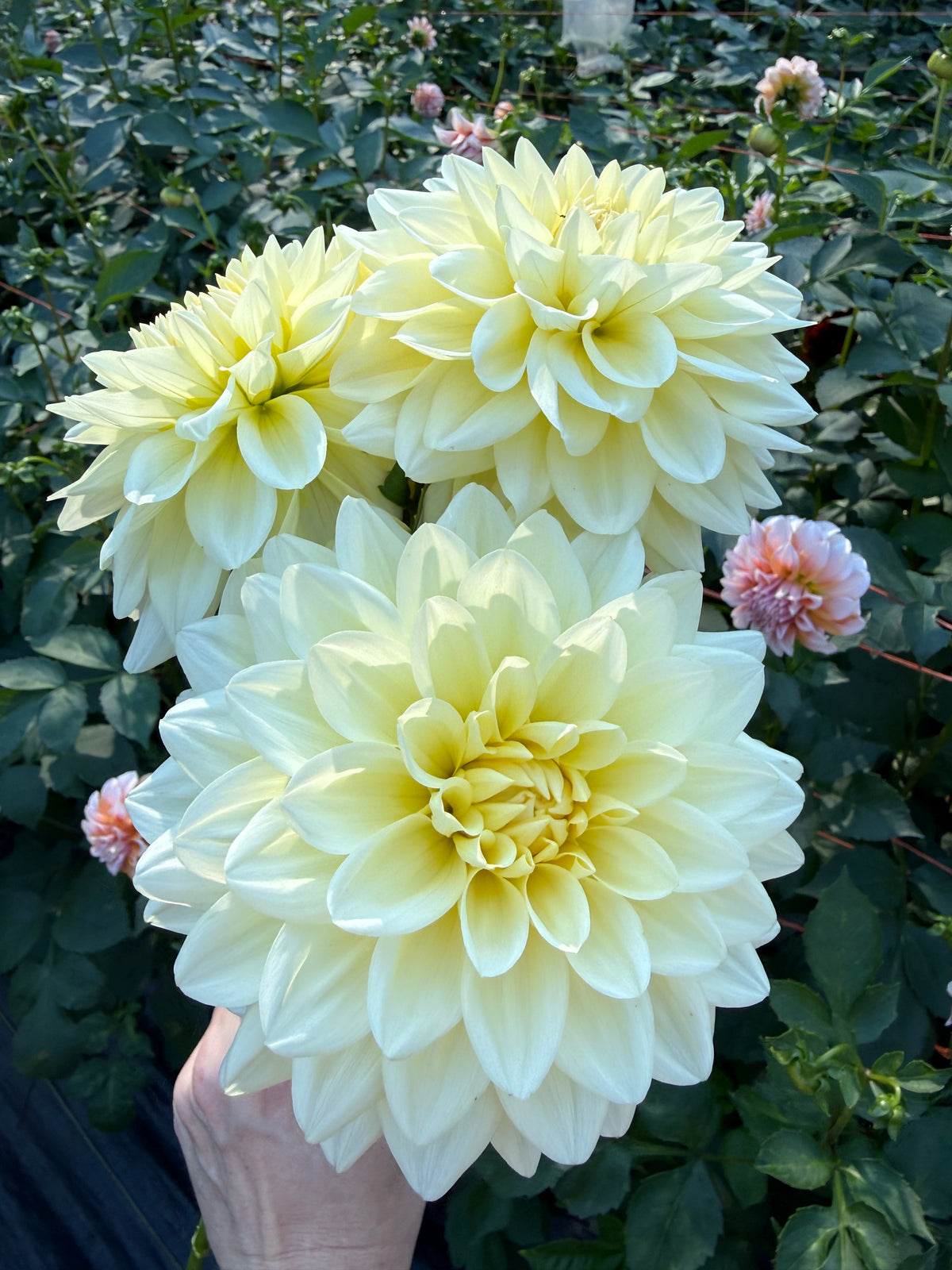 Lee's S'more Dahlia Tuber