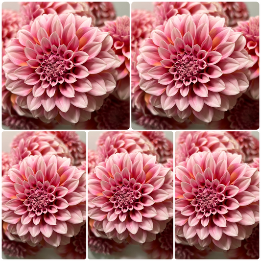 Peaches N' Cream Tubers Bulk Lot of 5