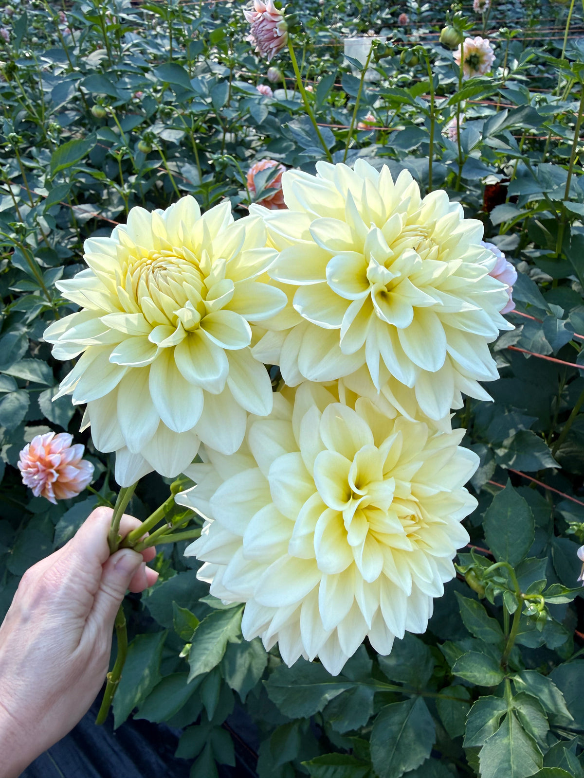 Lee's S'more Dahlia Tuber