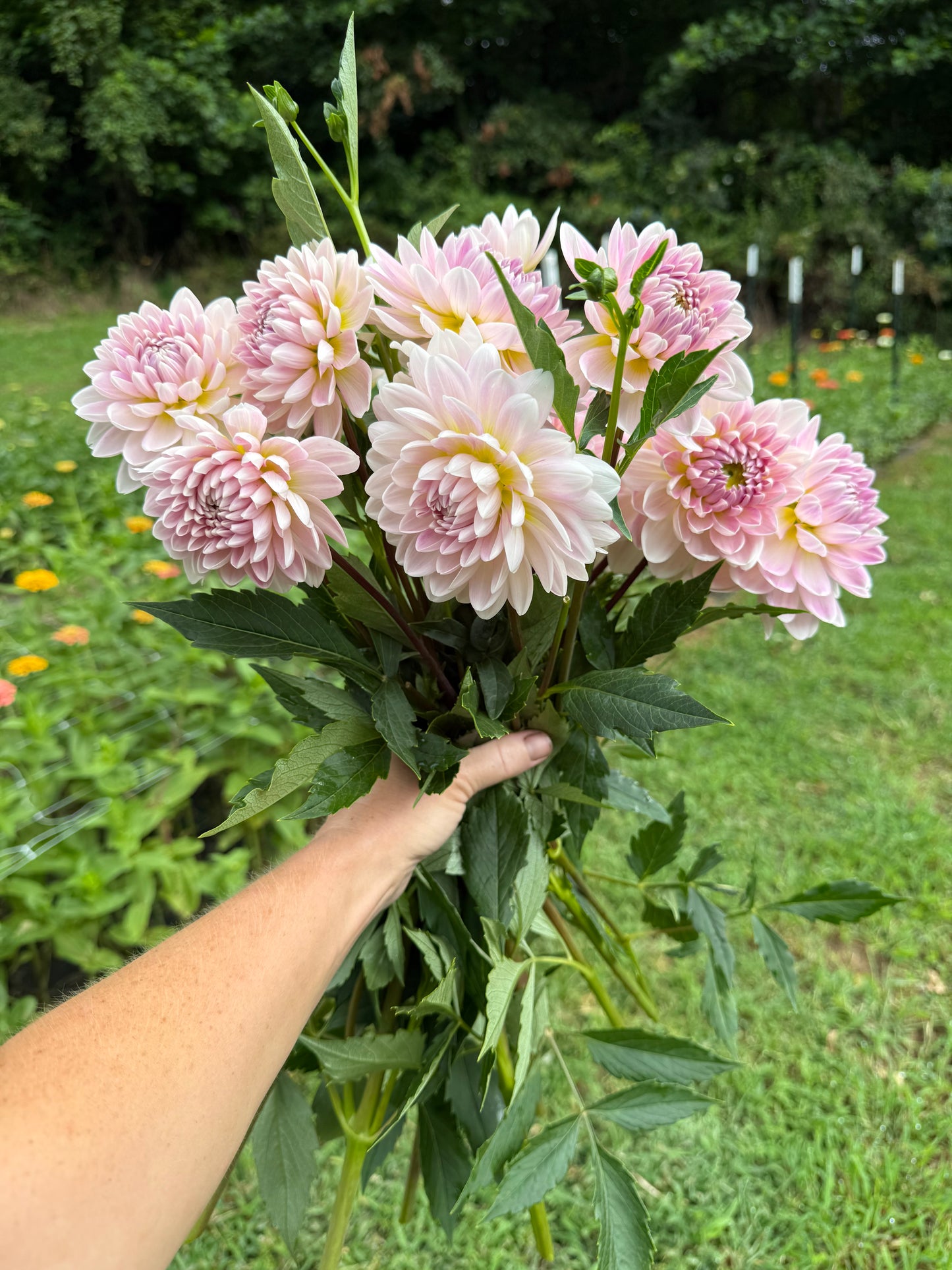 Kelgai Ann Dahlia Tuber