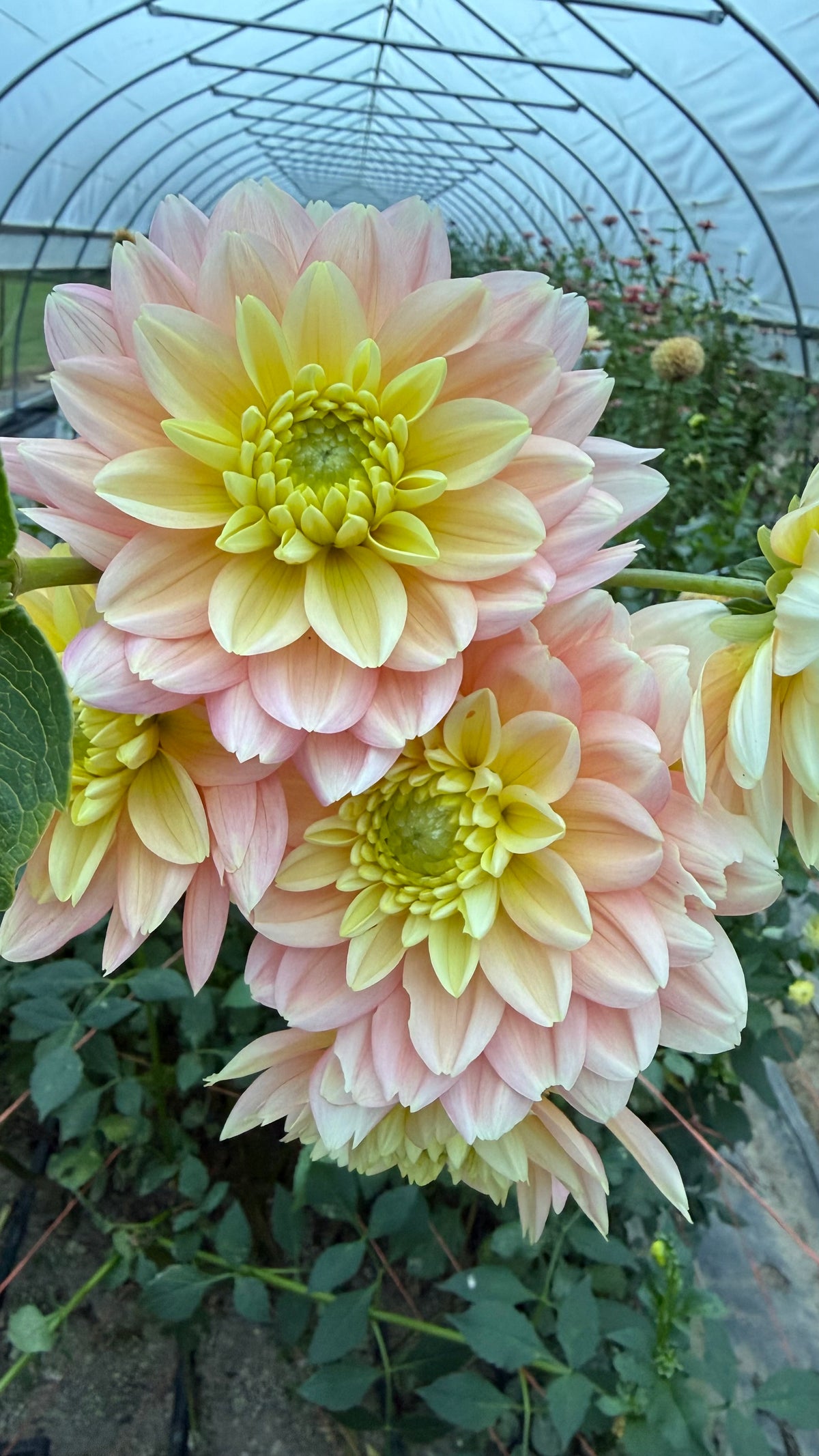 Verkist Tranquility Dahlia Tuber