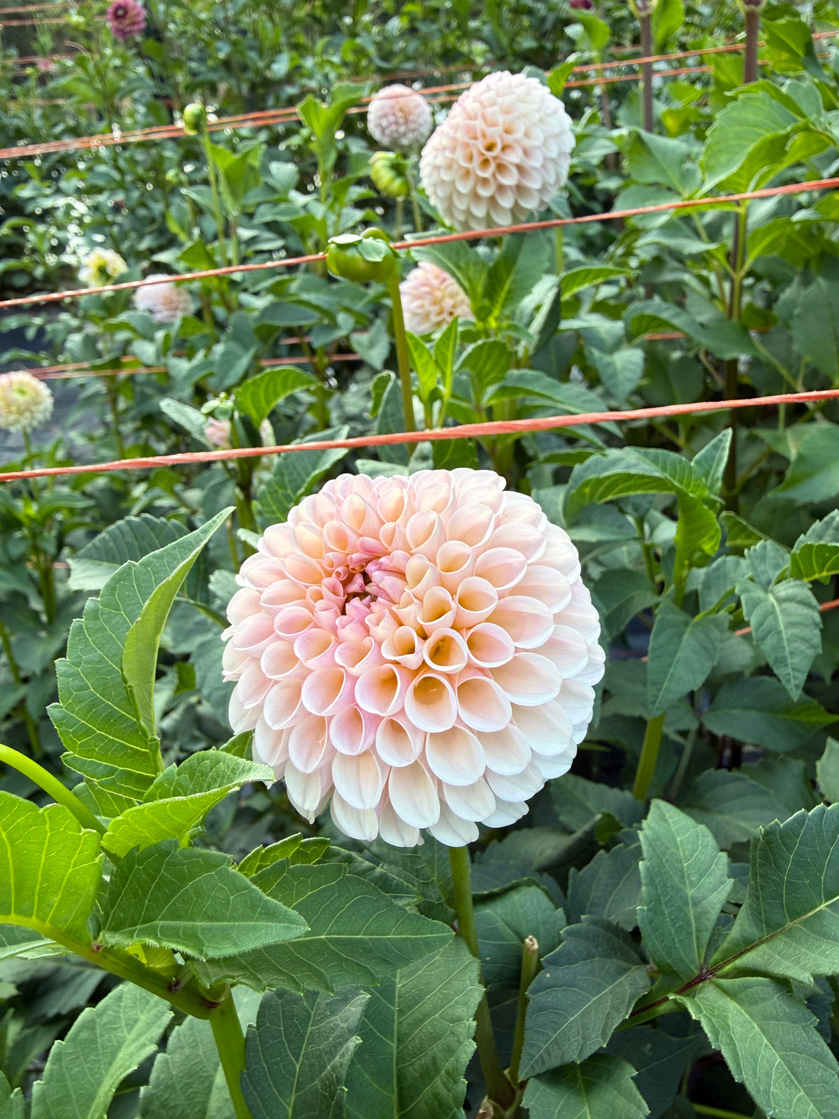 Camano Zoe Dahlia Tuber