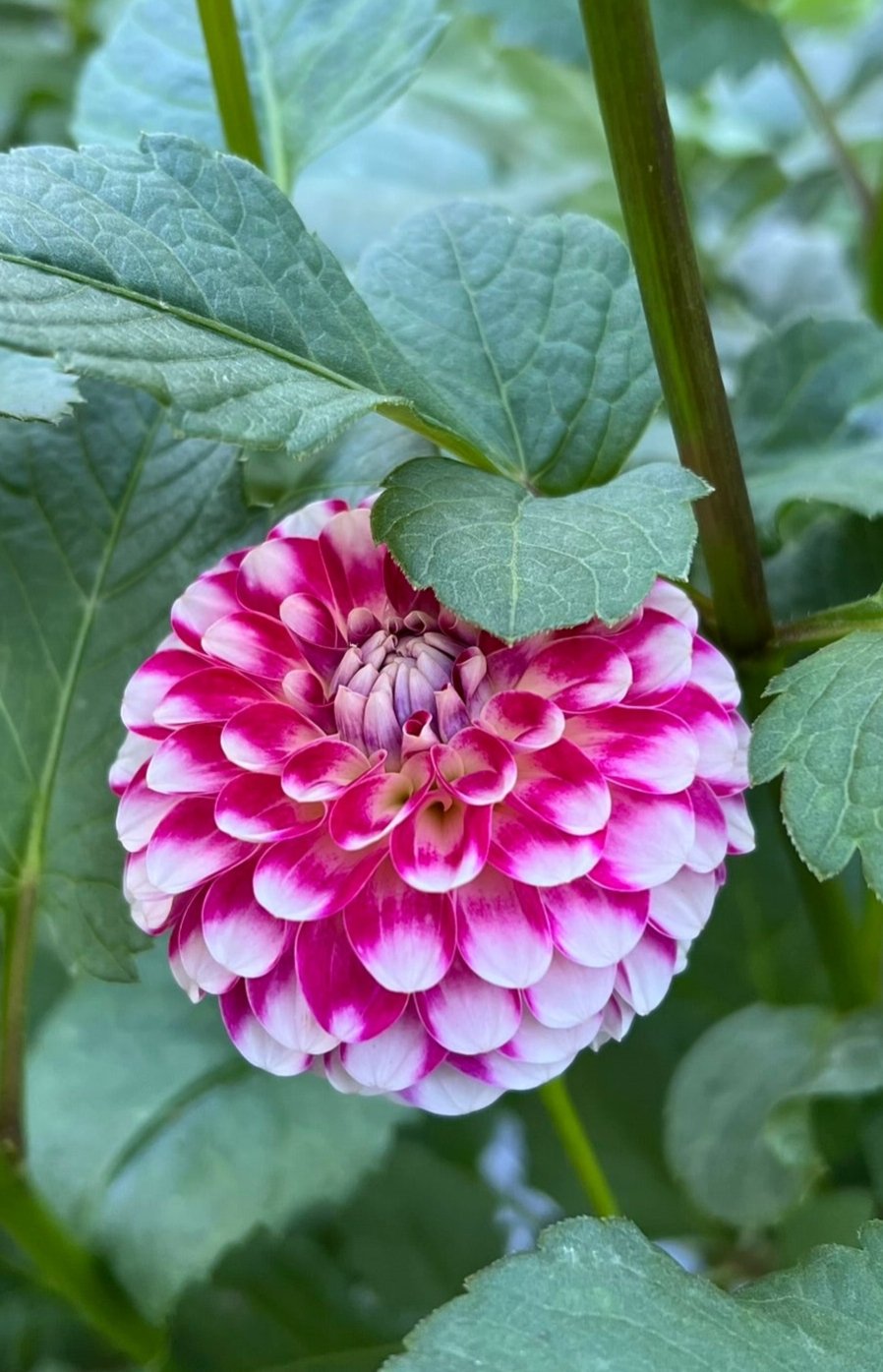 Hollyhill Pixie Dahlia Tuber