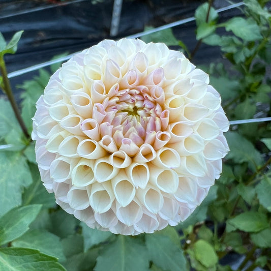 Irish D Porter Dahlia Tuber