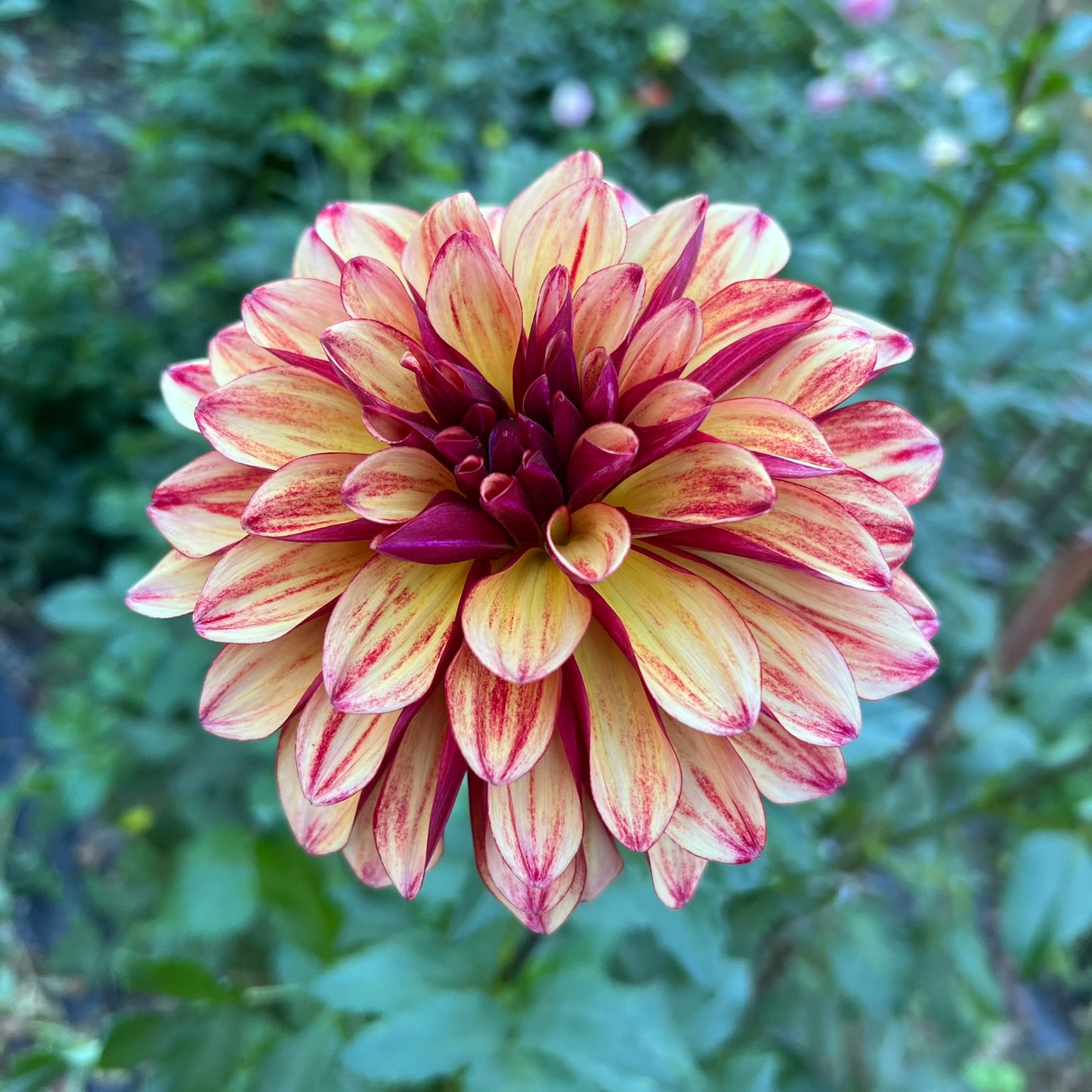 Gitts Crazy Dahlia Tuber