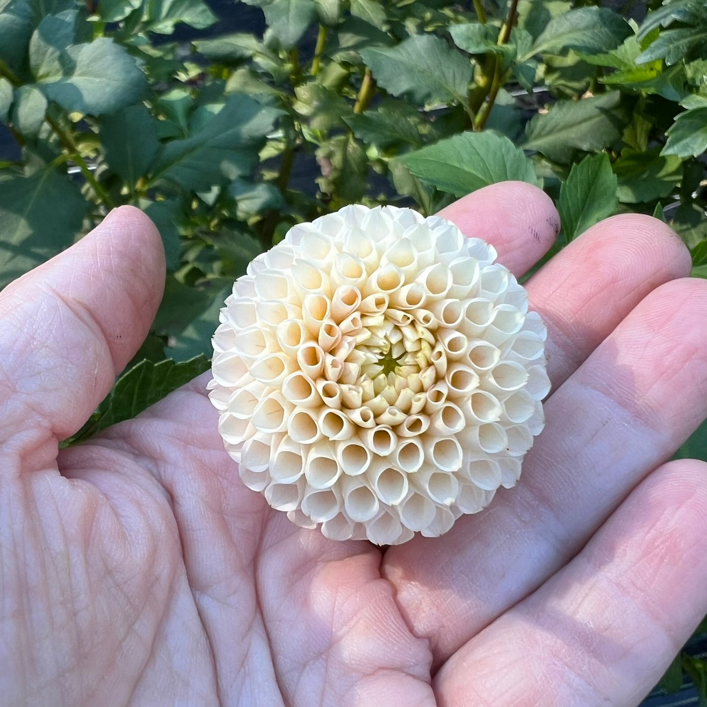 Irish D Porter Dahlia Tuber