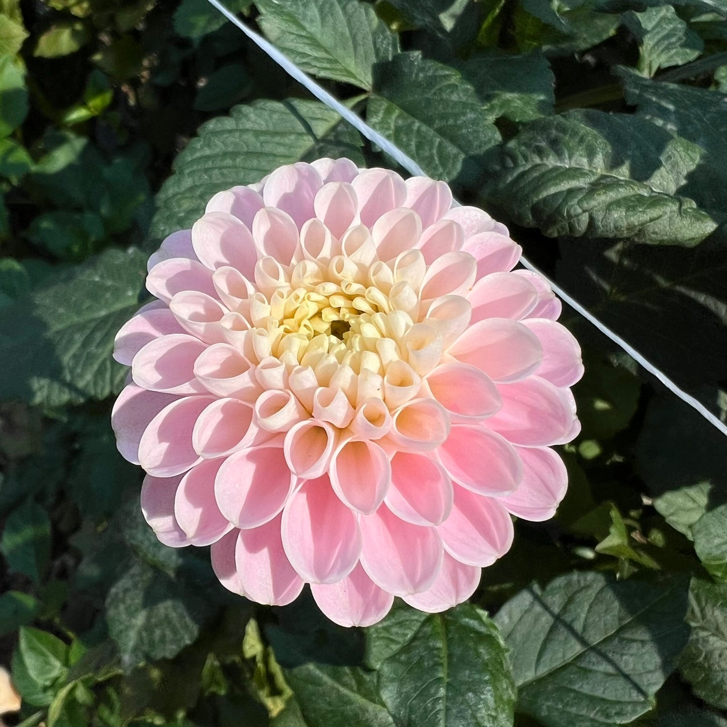 Wizard of Oz Dahlia Tuber