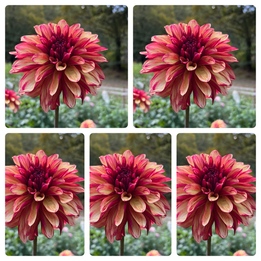 Gitts Crazy Dahlia Tubers Bulk Lot of 5