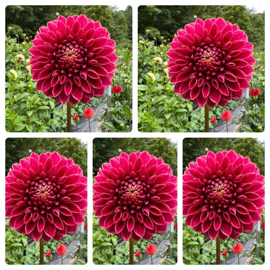 KA's™ Rosie Jo Dahlia Tubers Bulk Lot of 5