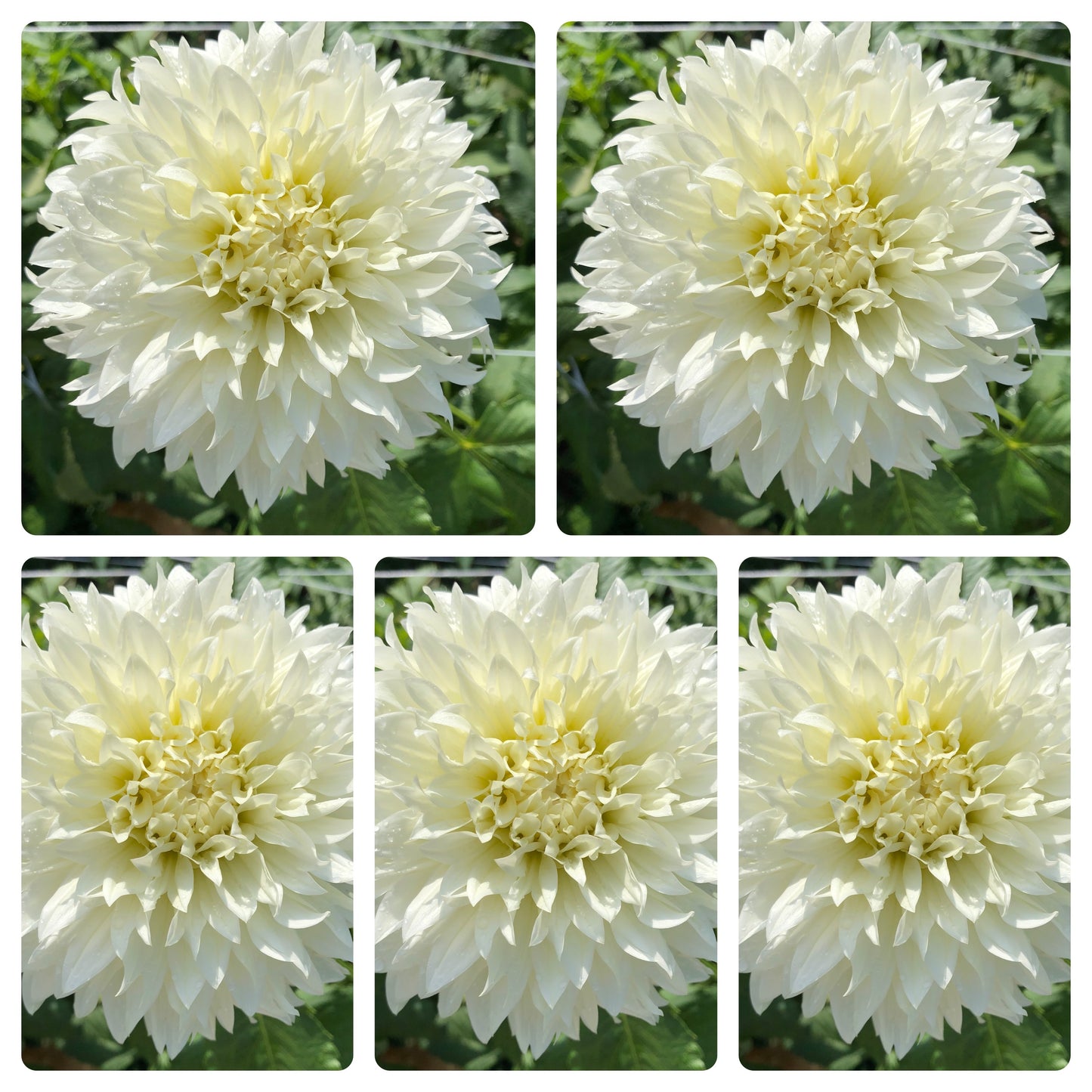 Gitts Attention Dahlia Tubers Bulk Lot of 5