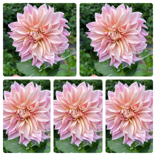 Cafe Au Lait Dahlia Tubers Bulk Lot of 5