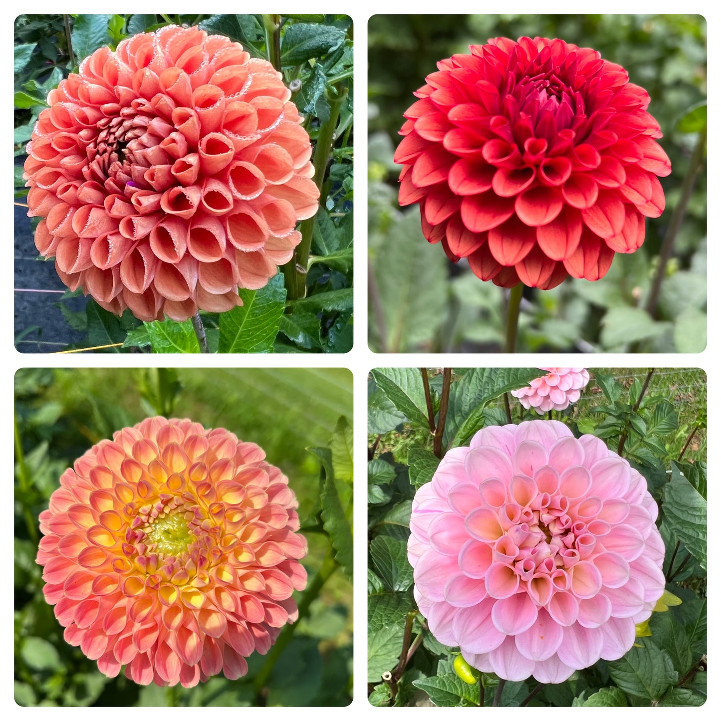 Grower's Favorite Mixed Ball Dahlia Tubers Lot of 10