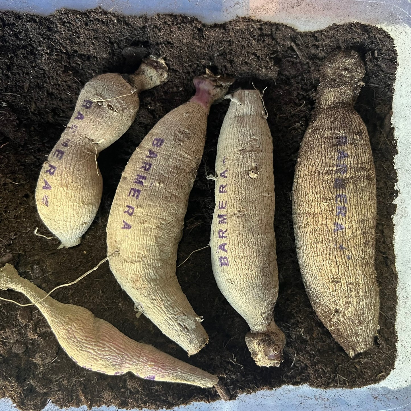 Belle of Barmera Dahlia Tuber