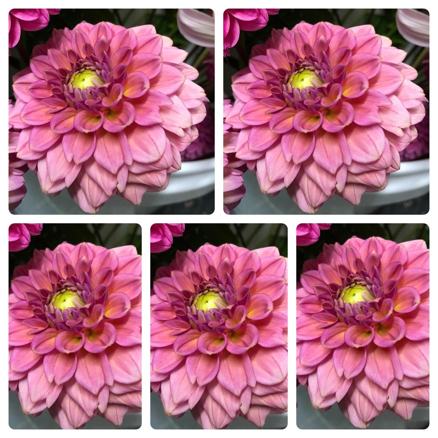 Ice Tea Dahlia Tubers Bulk Lot of 5