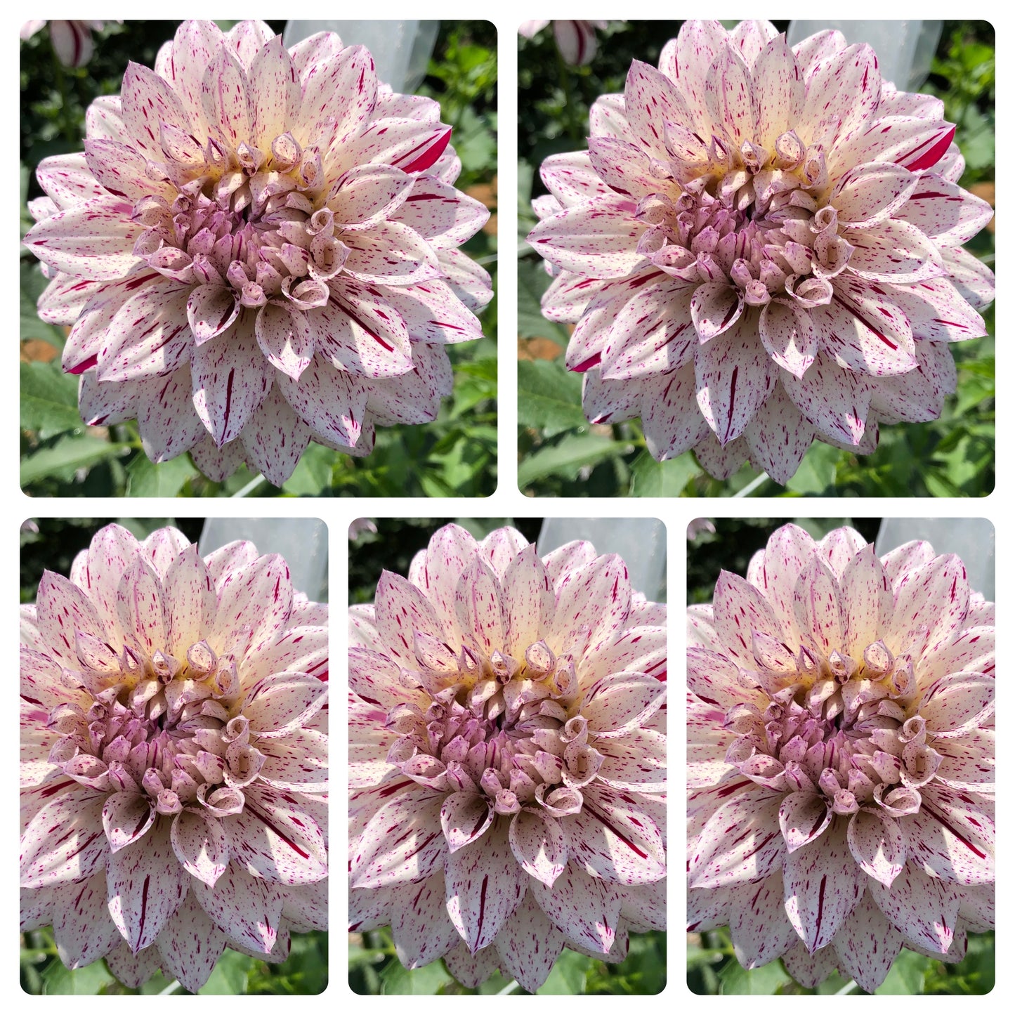 Bristol Fleck Dahlia Tubers Bulk Lot of 5