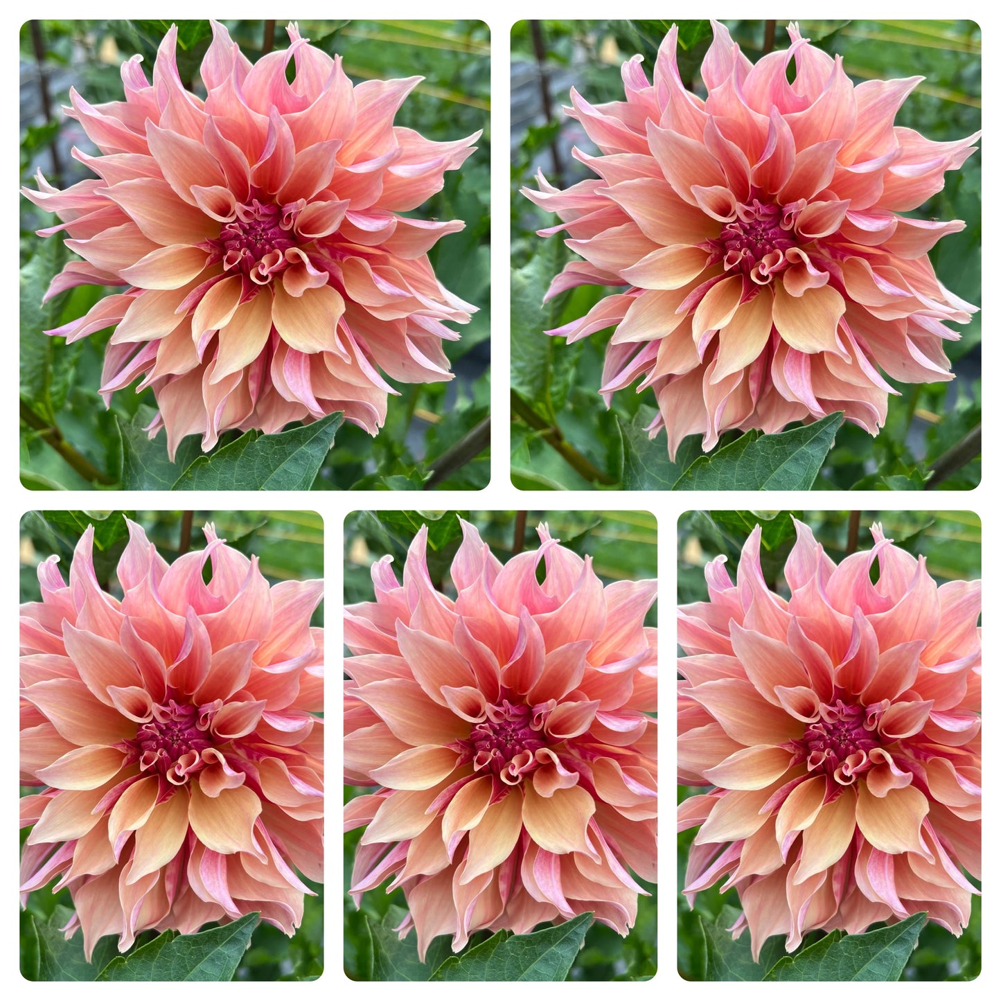 Labyrinth Dahlia Tubers Bulk Lot of 5