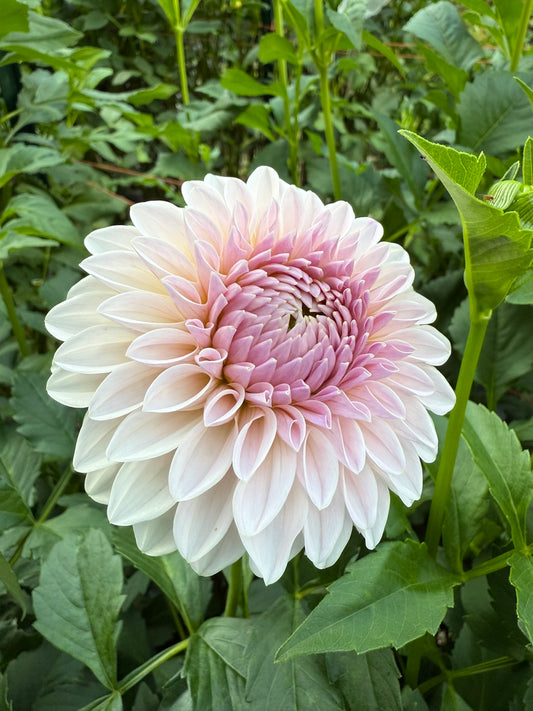 Bloomquist Tory P Dahlia Tuber