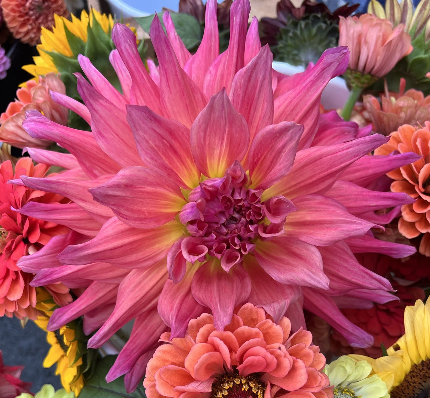 Belle of Barmera Dahlia Tuber