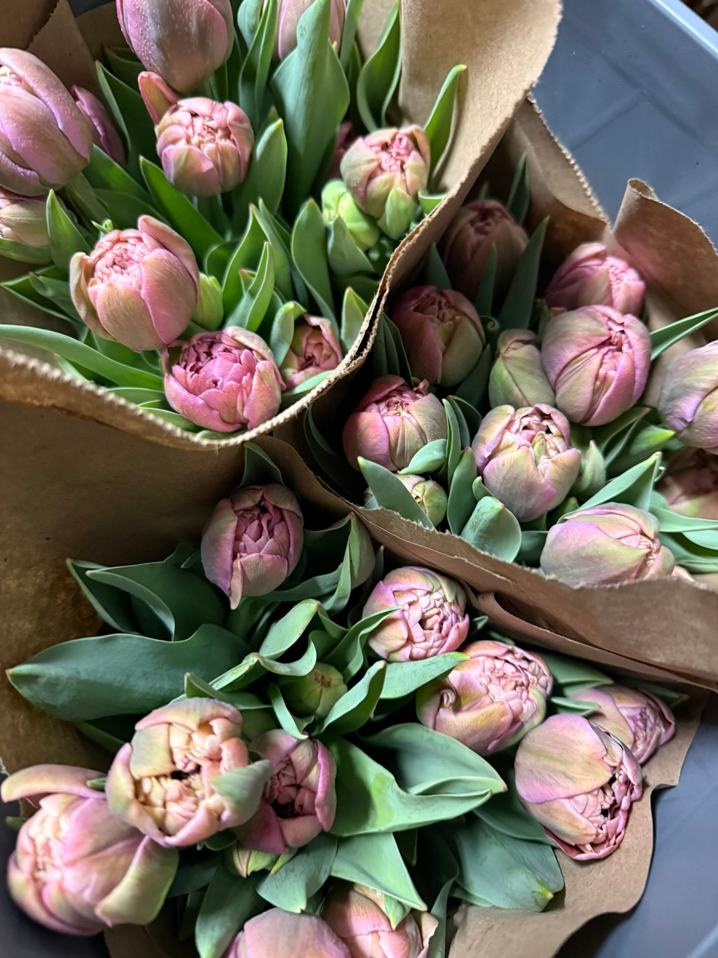 2026 Tulip Weekly Flower Subscription & Delivery