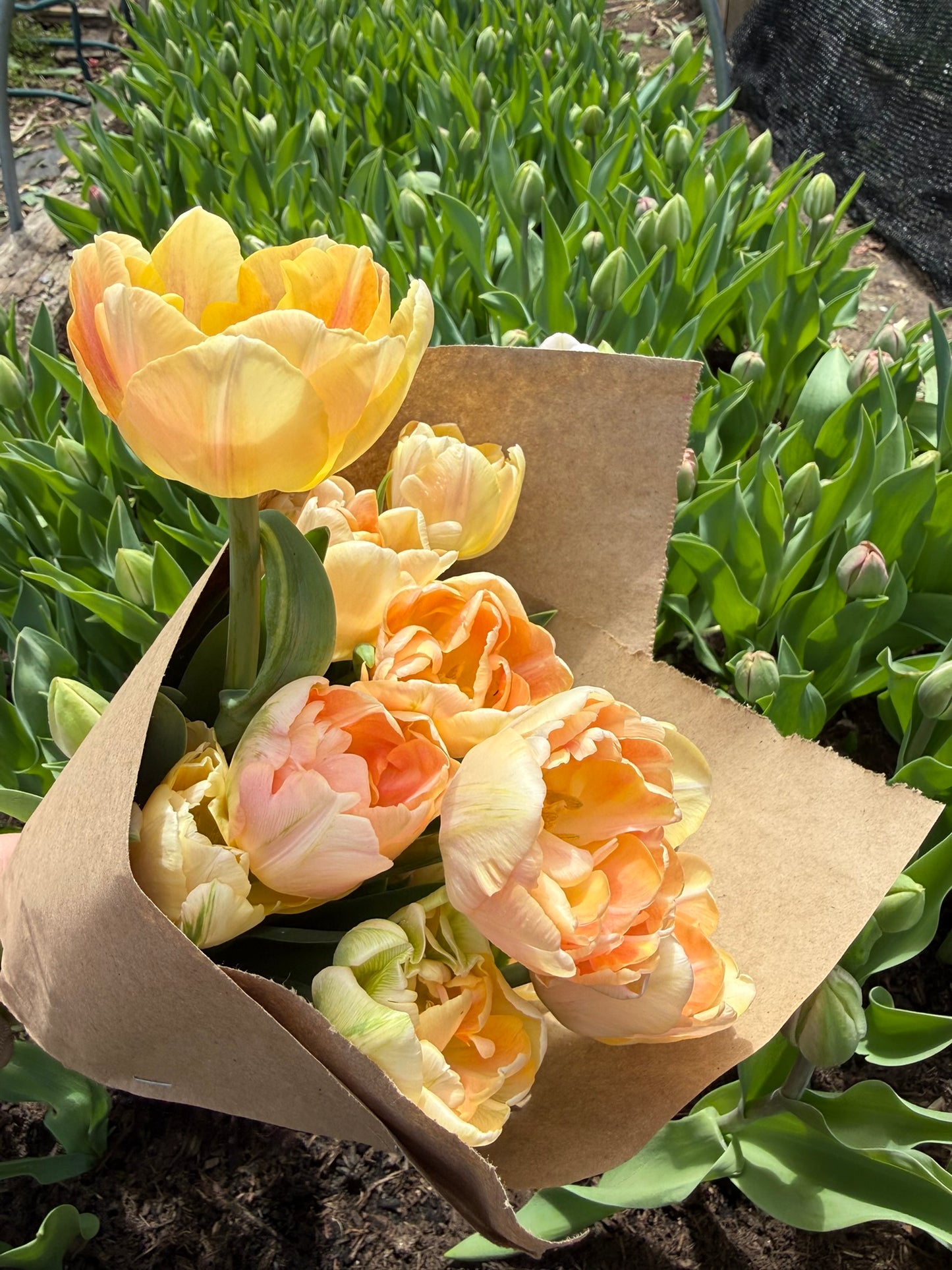 2026 Tulip Weekly Flower Subscription & Delivery