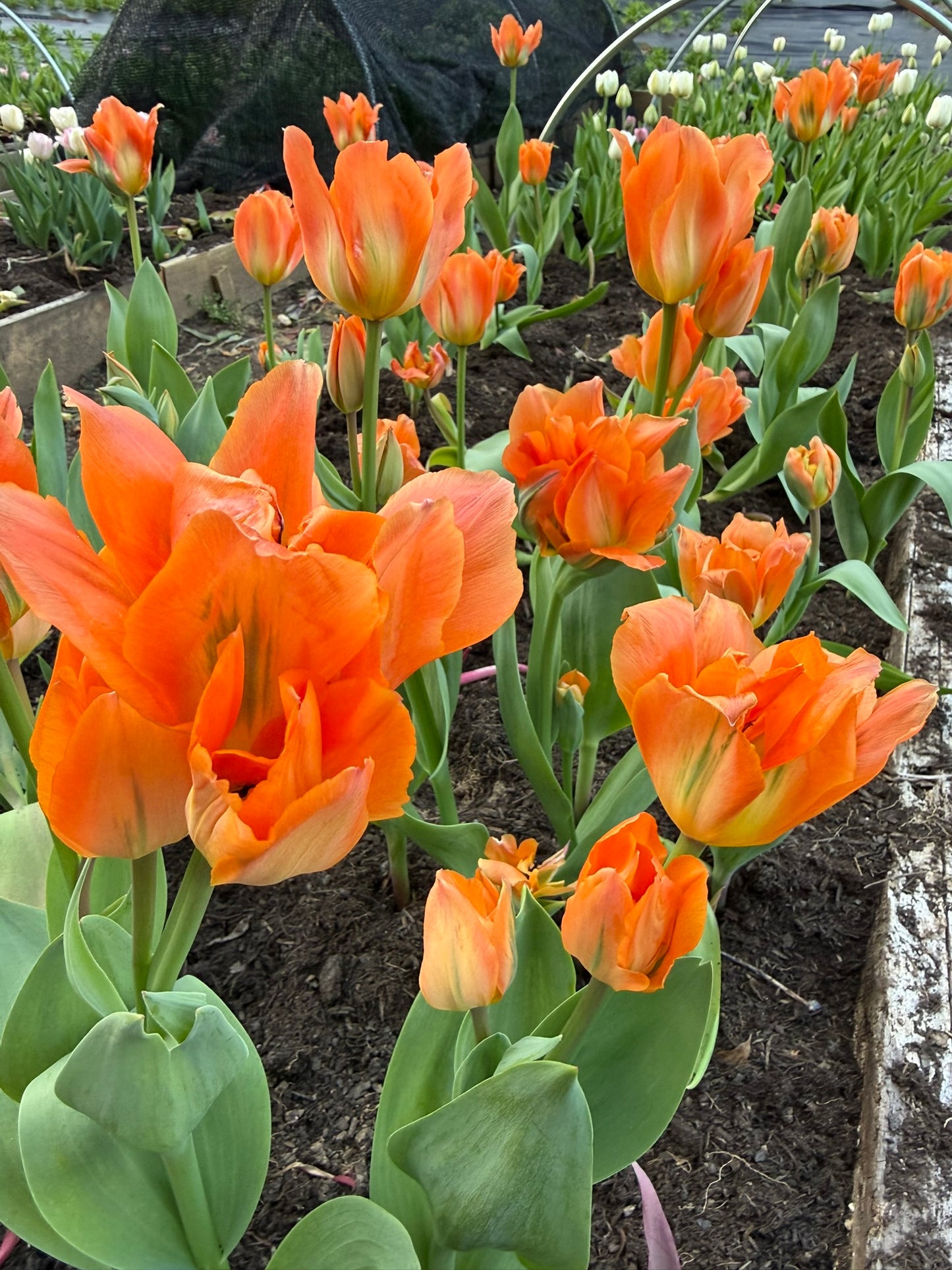 Disneyland Paris Tulip Bulbs