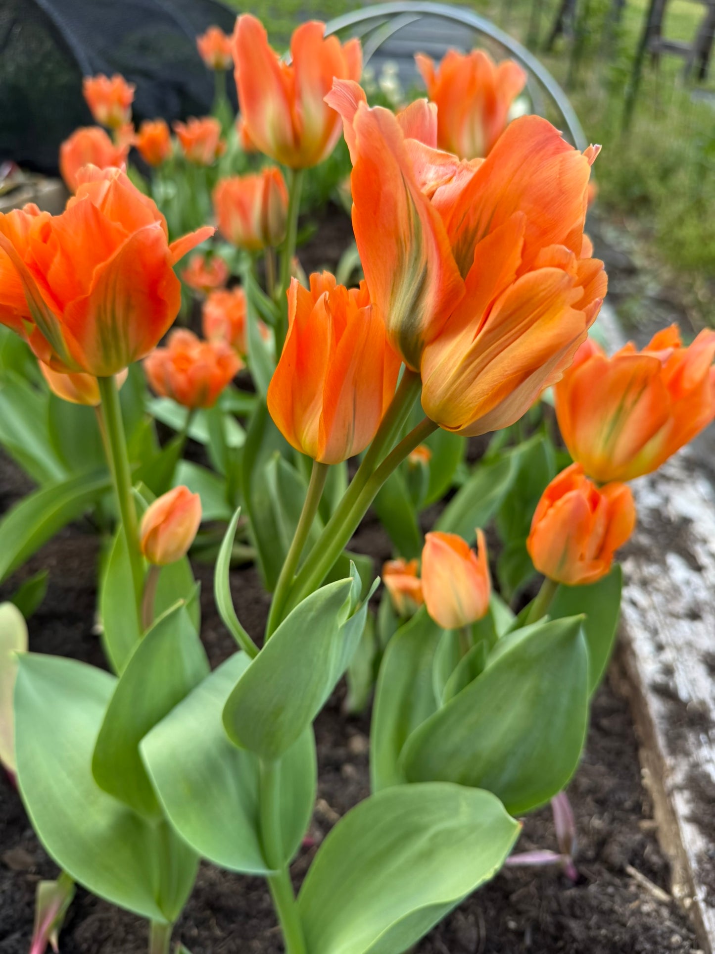 Disneyland Paris Tulip Bulbs