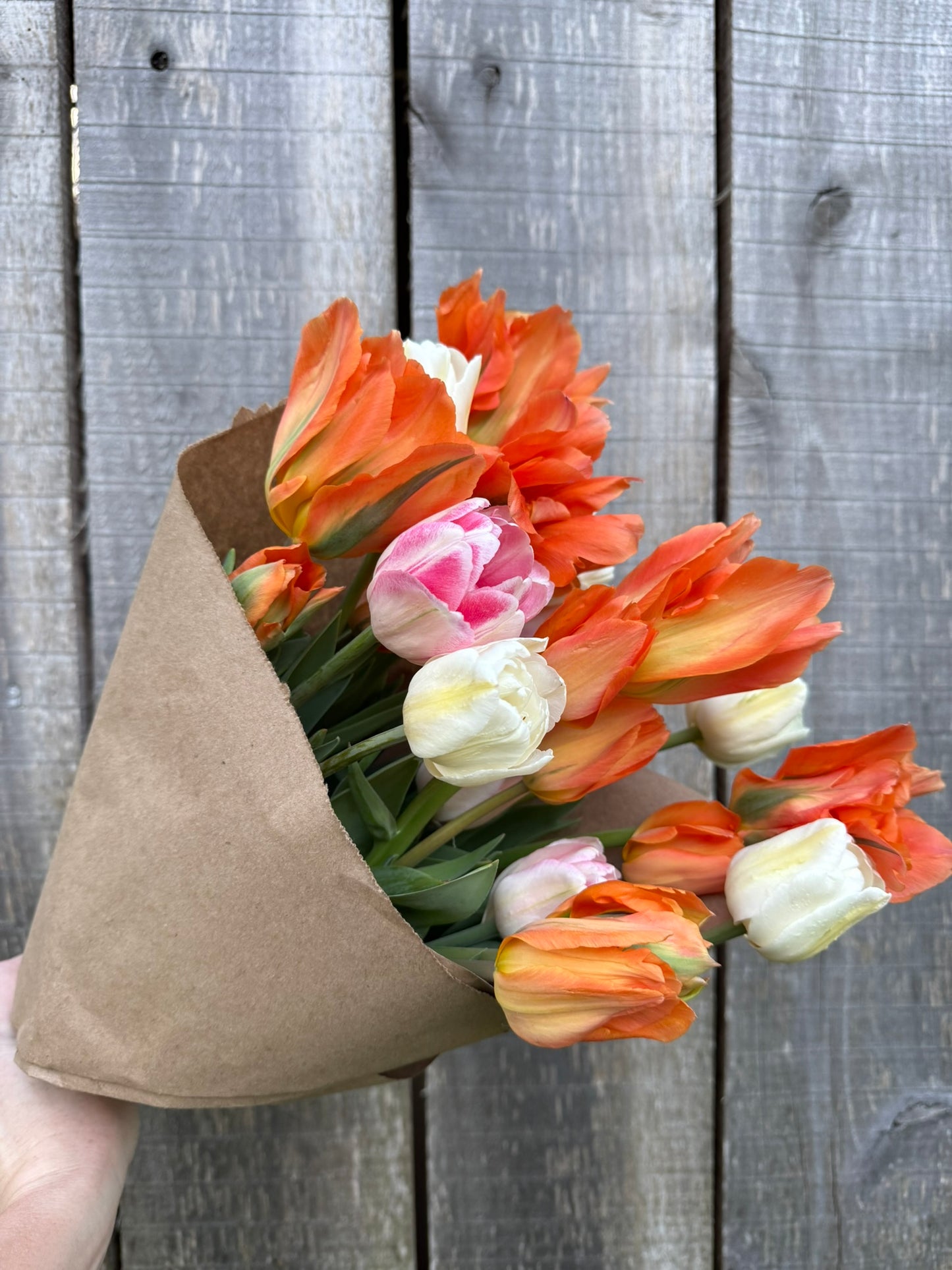 Disneyland Paris Tulip Bulbs