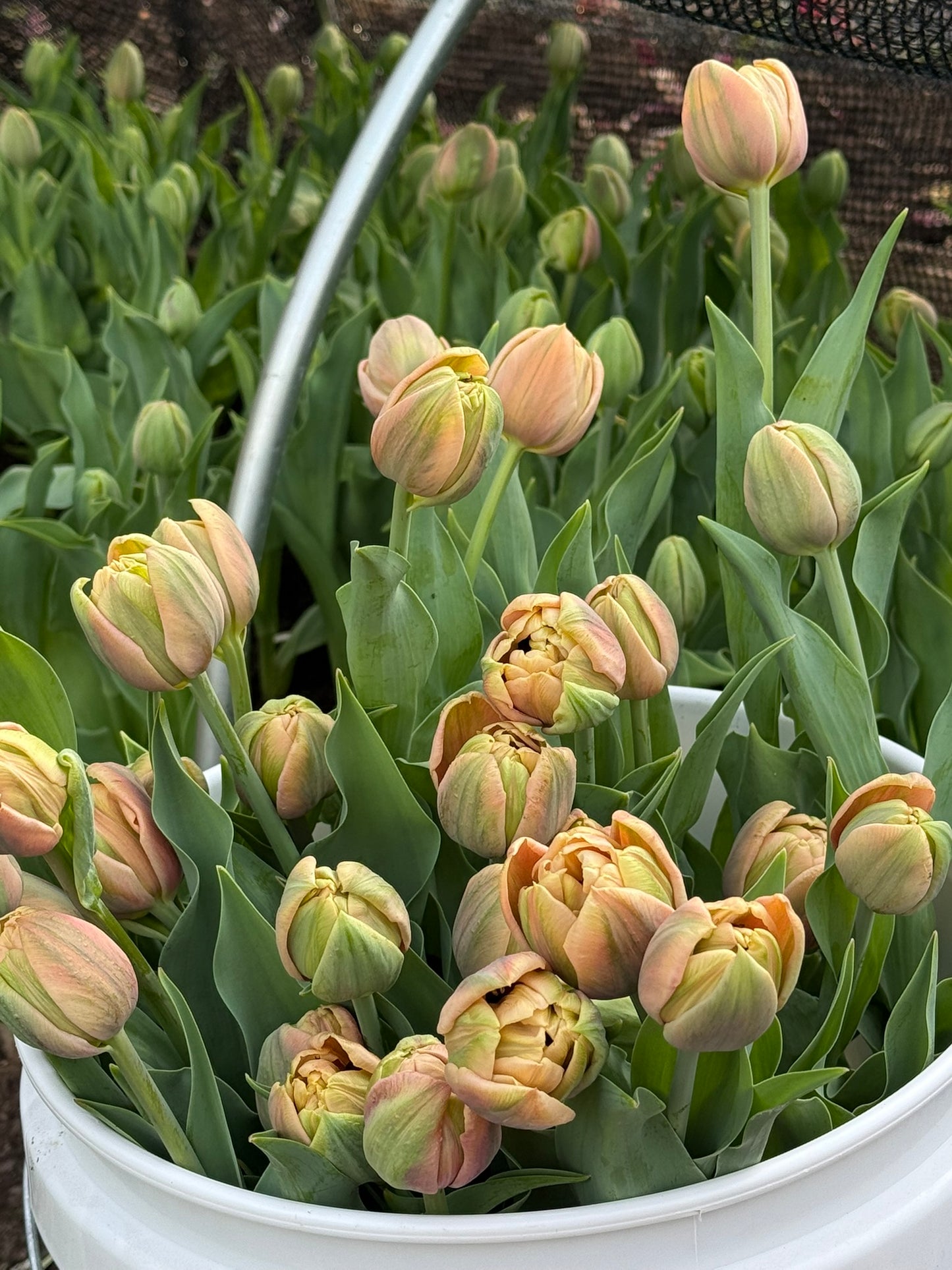 La Belle Epoque Tulip Bulbs