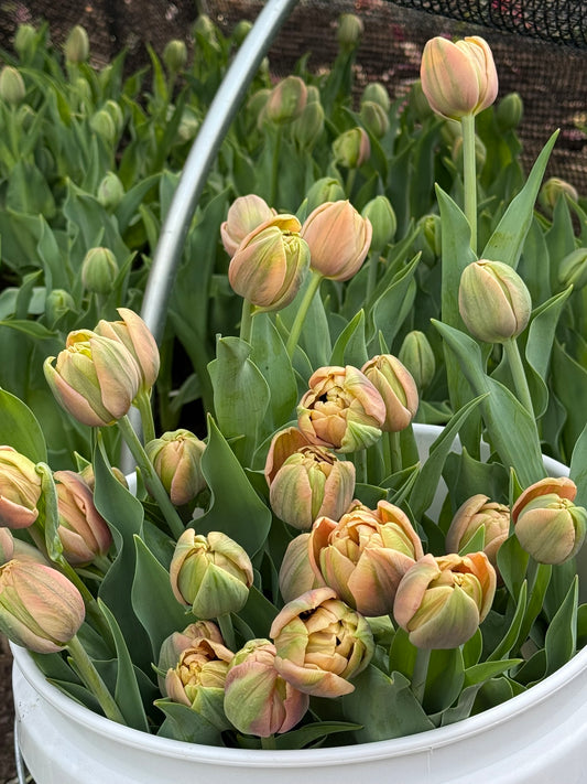 La Belle Epoque Tulip Bulbs