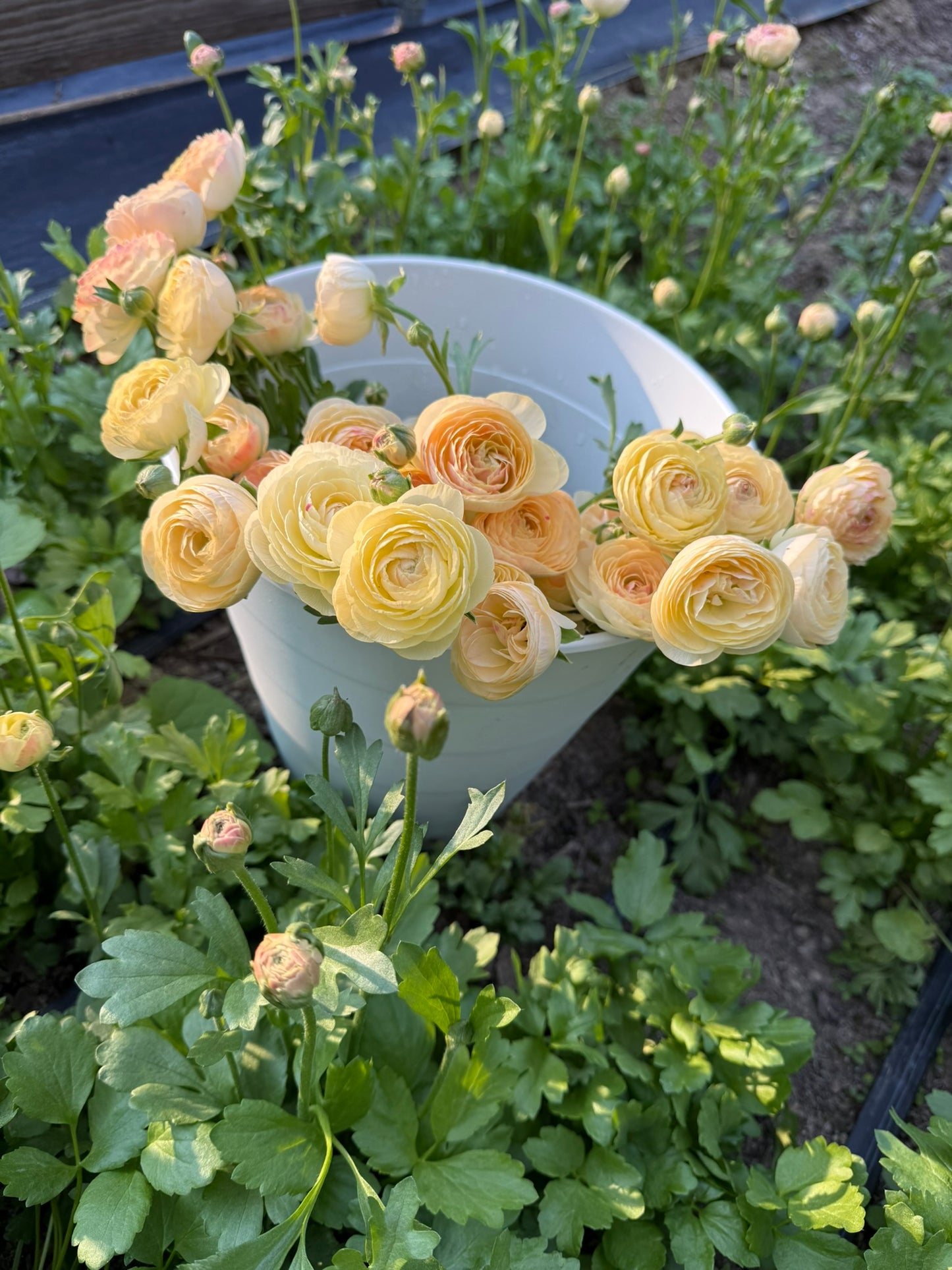 Romance Hydra Ranunculus Corms