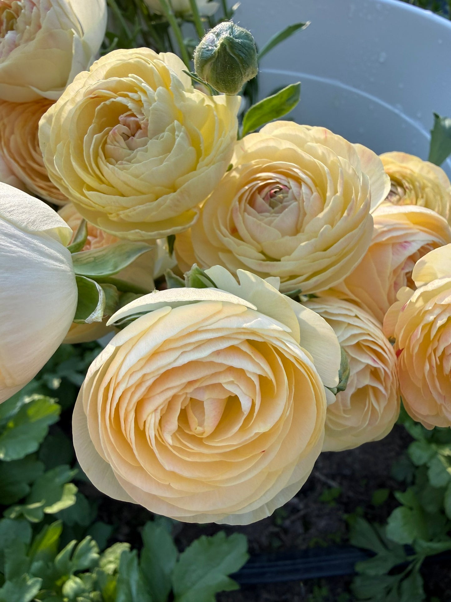 Romance Hydra Ranunculus Corms