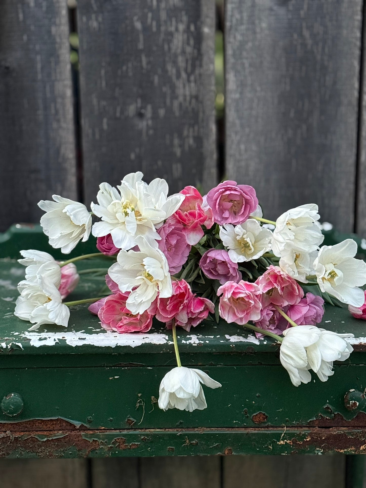 2026 Tulip Weekly Flower Subscription & Delivery