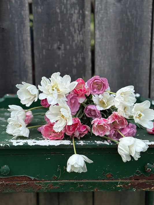 2026 Tulip Weekly Flower Subscription & Delivery