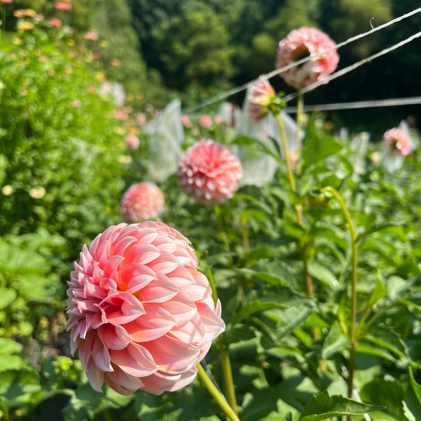 Peaches N' Cream Dahlia Tuber