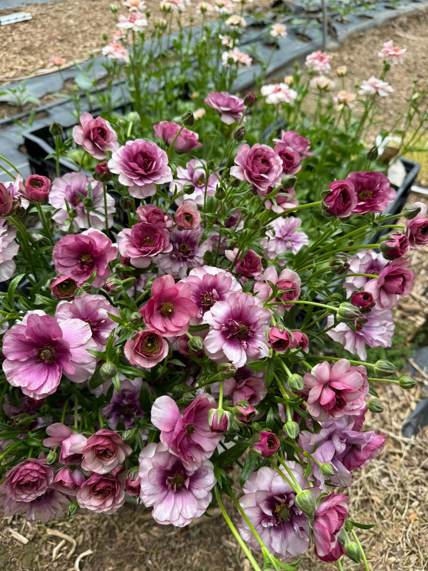 Butterfly Ranunculus Corms; Ariadne, Eris, Thiva, or Melissa